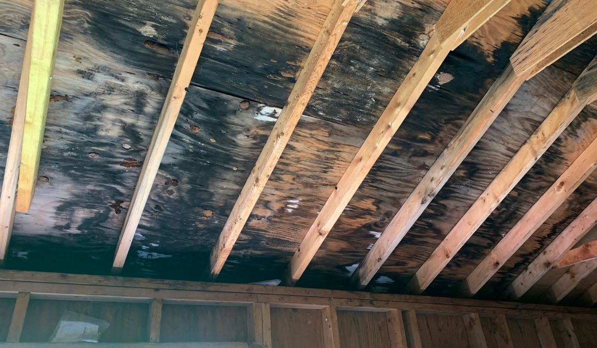 Does Peroxide Kill Mold