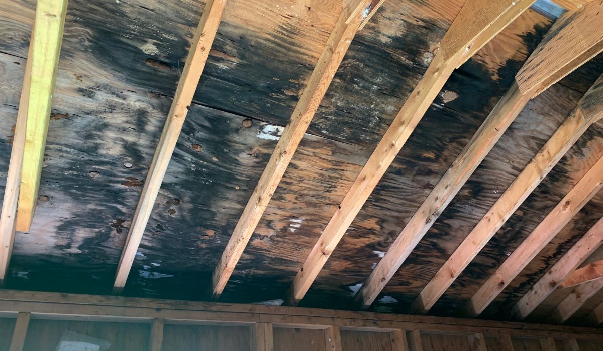 How Do You Know if Mold Is Hiding Behind Walls or Under Floors