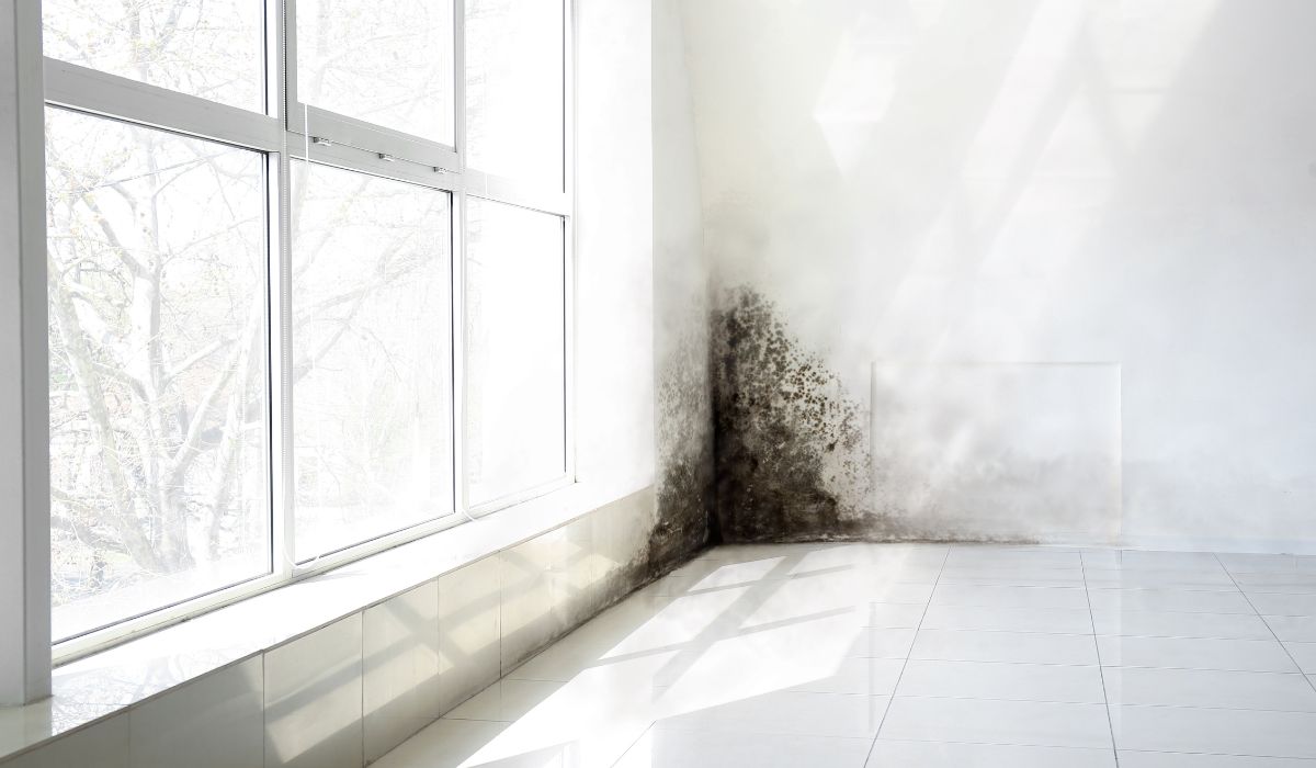 How Soon After Water Damage Does Mold Start to Grow