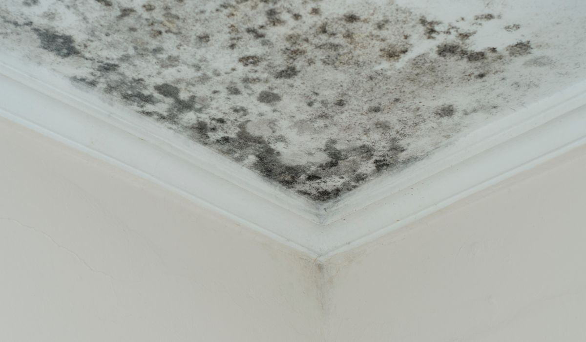 Mold on ceiling of house