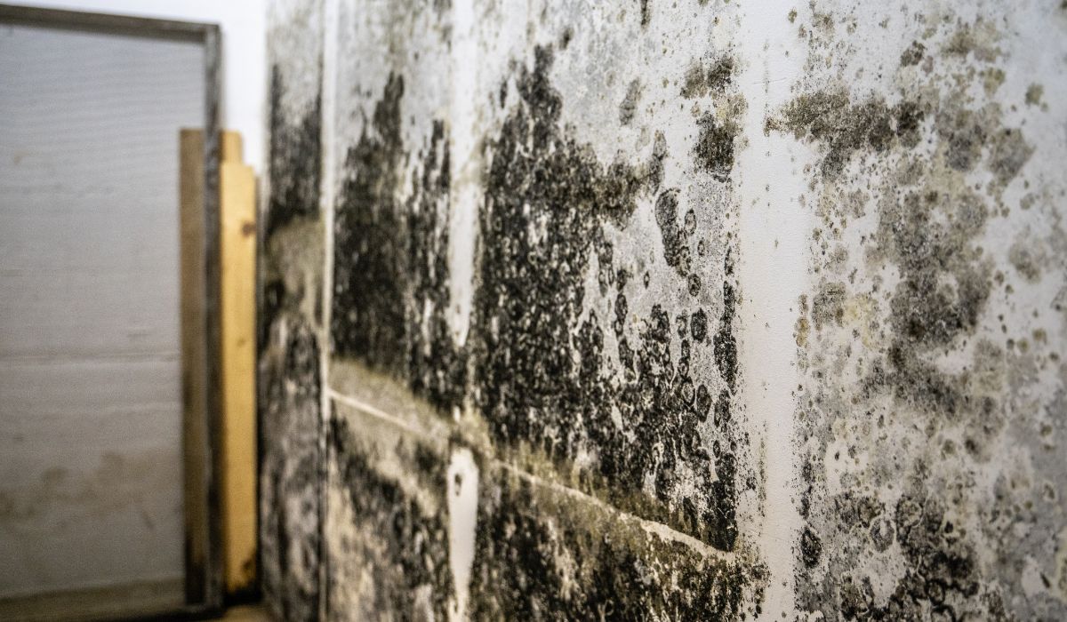 Mold on wall