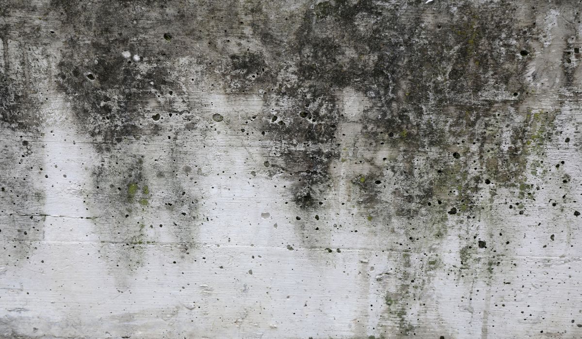 black mold