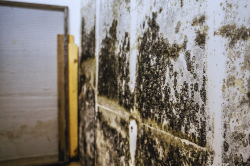 black mold
