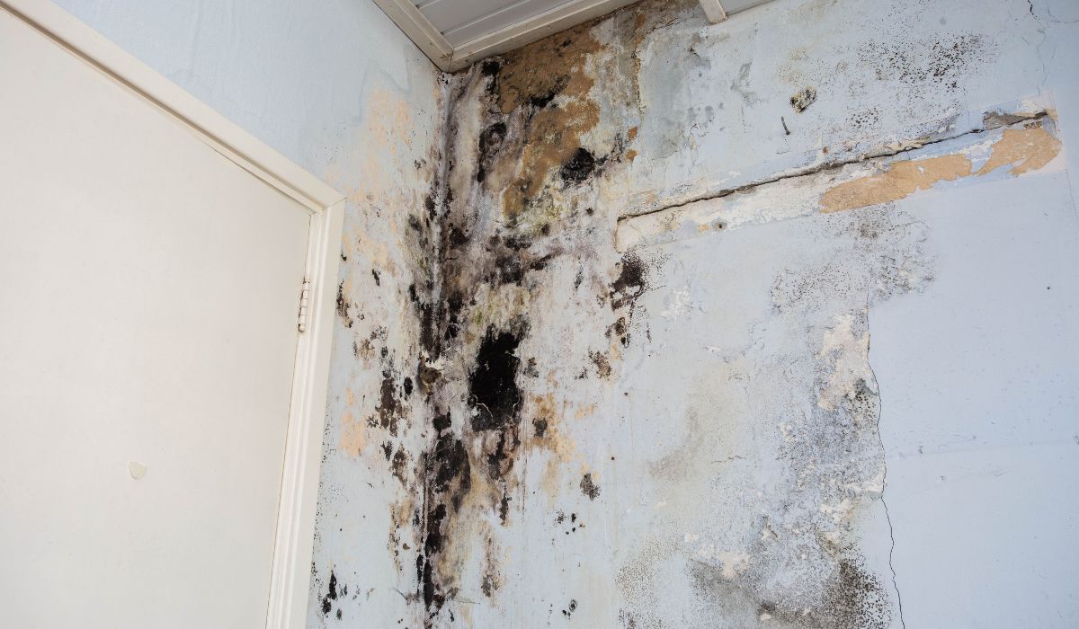 how can you tell if water damage is new or old
