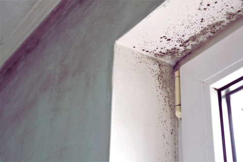 mold