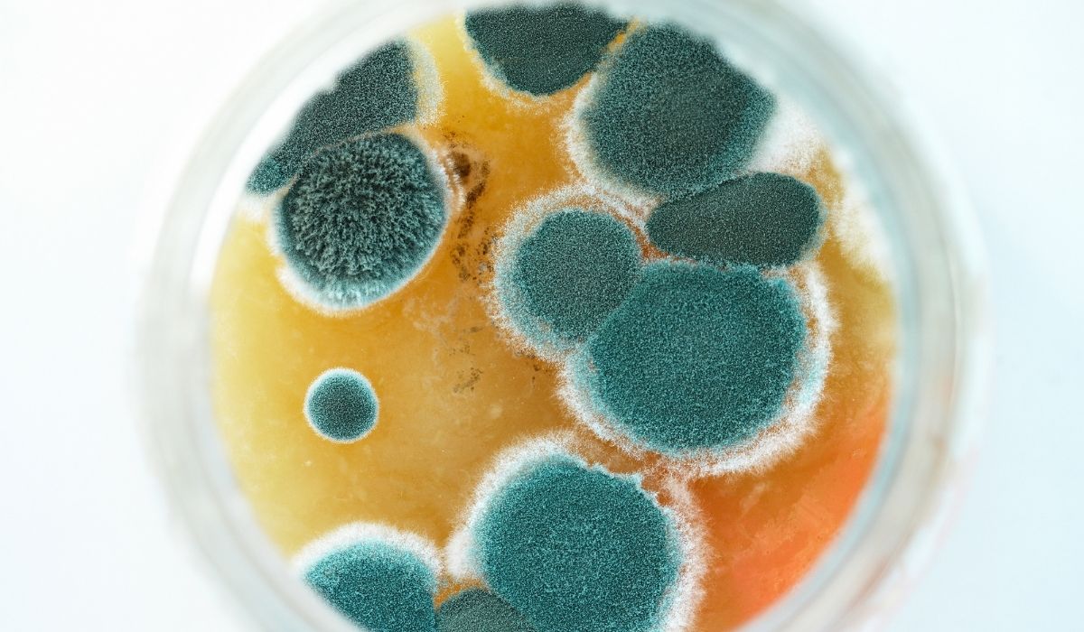 mold contaminated