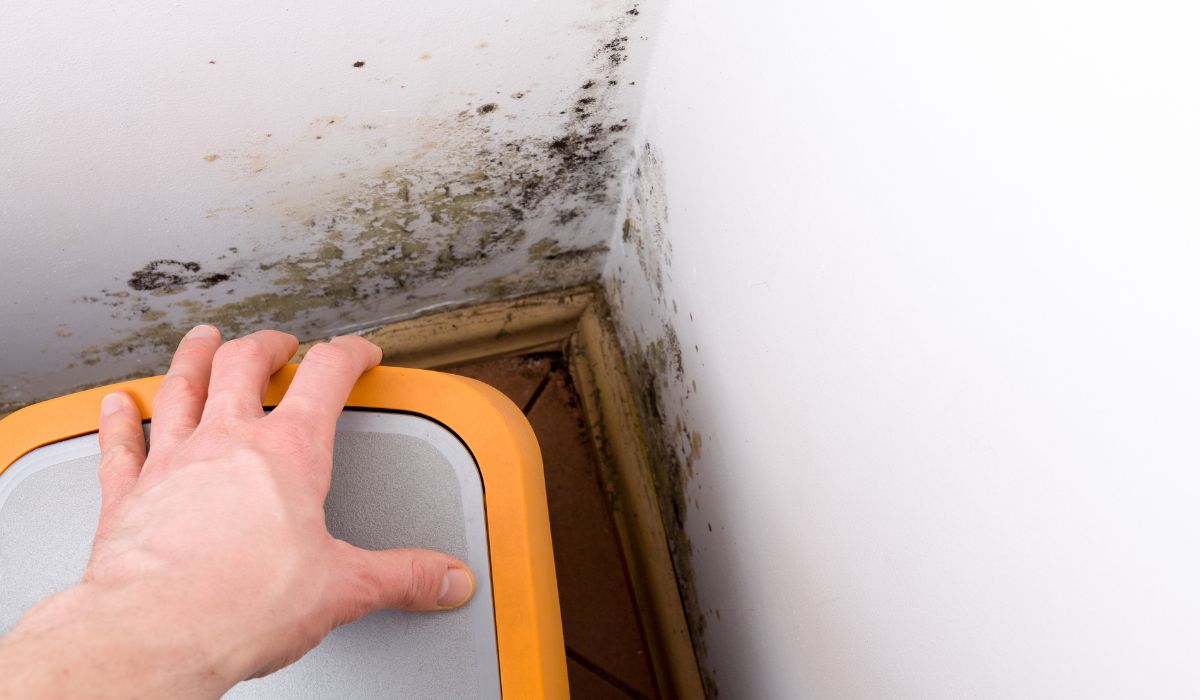 mold in a house