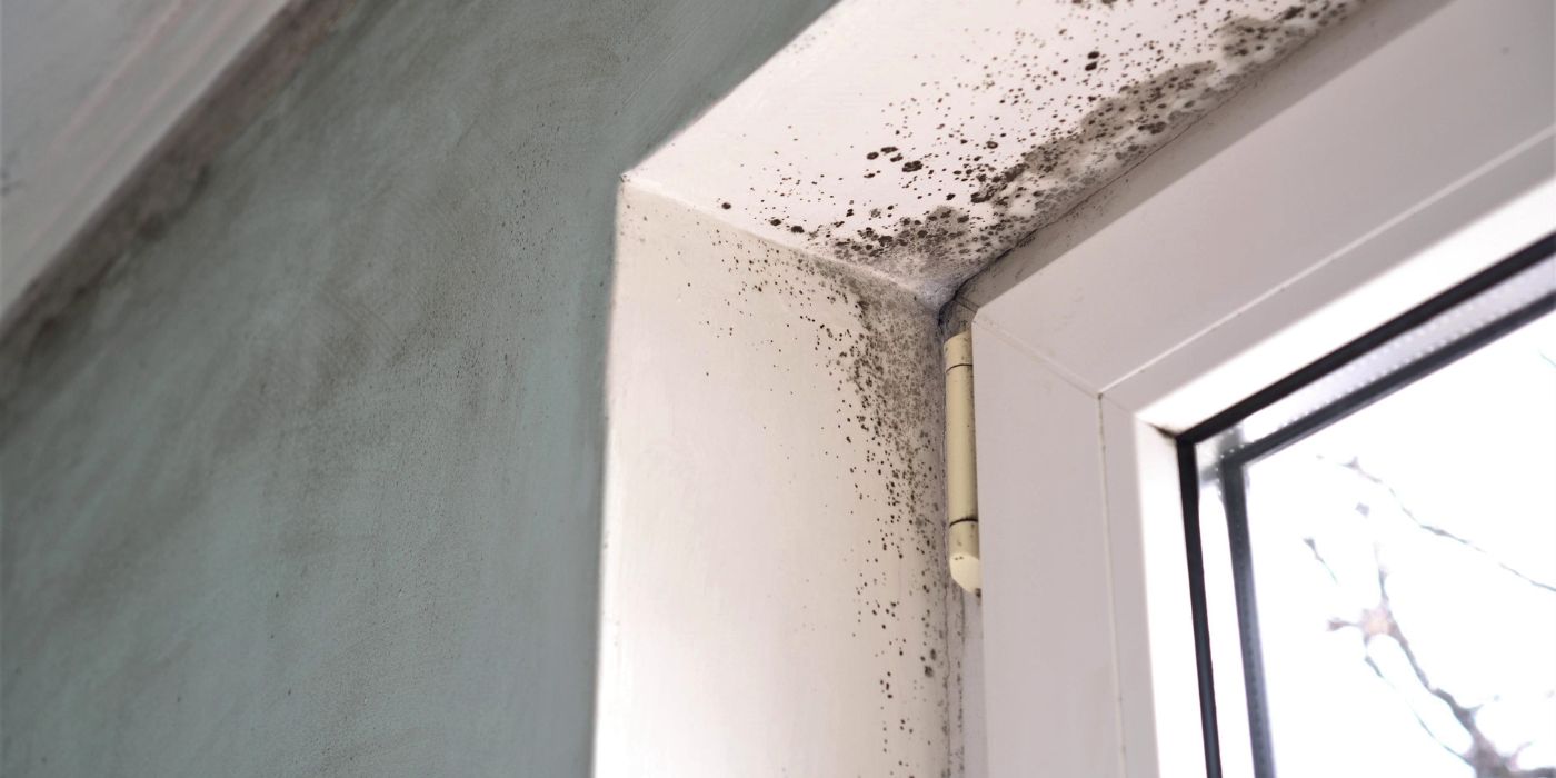mold on wall