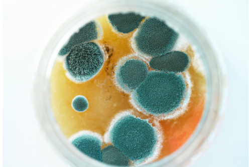 mold testing