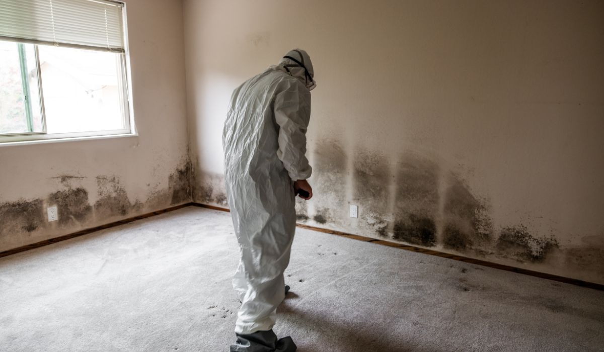 person inspecting mold on wall
