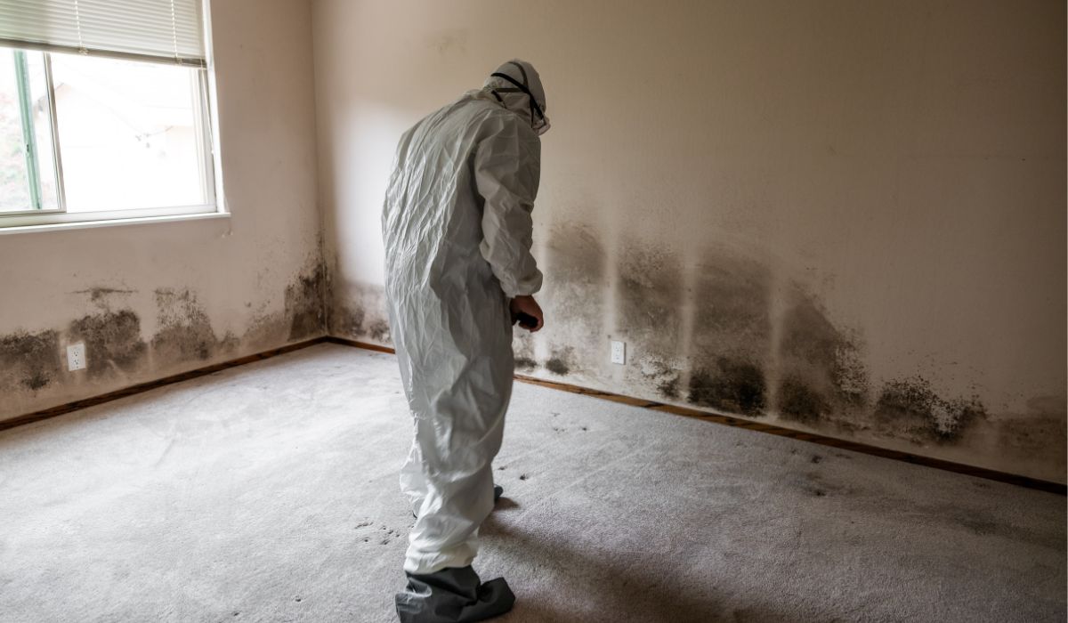 person reviewing and inspecting black mold