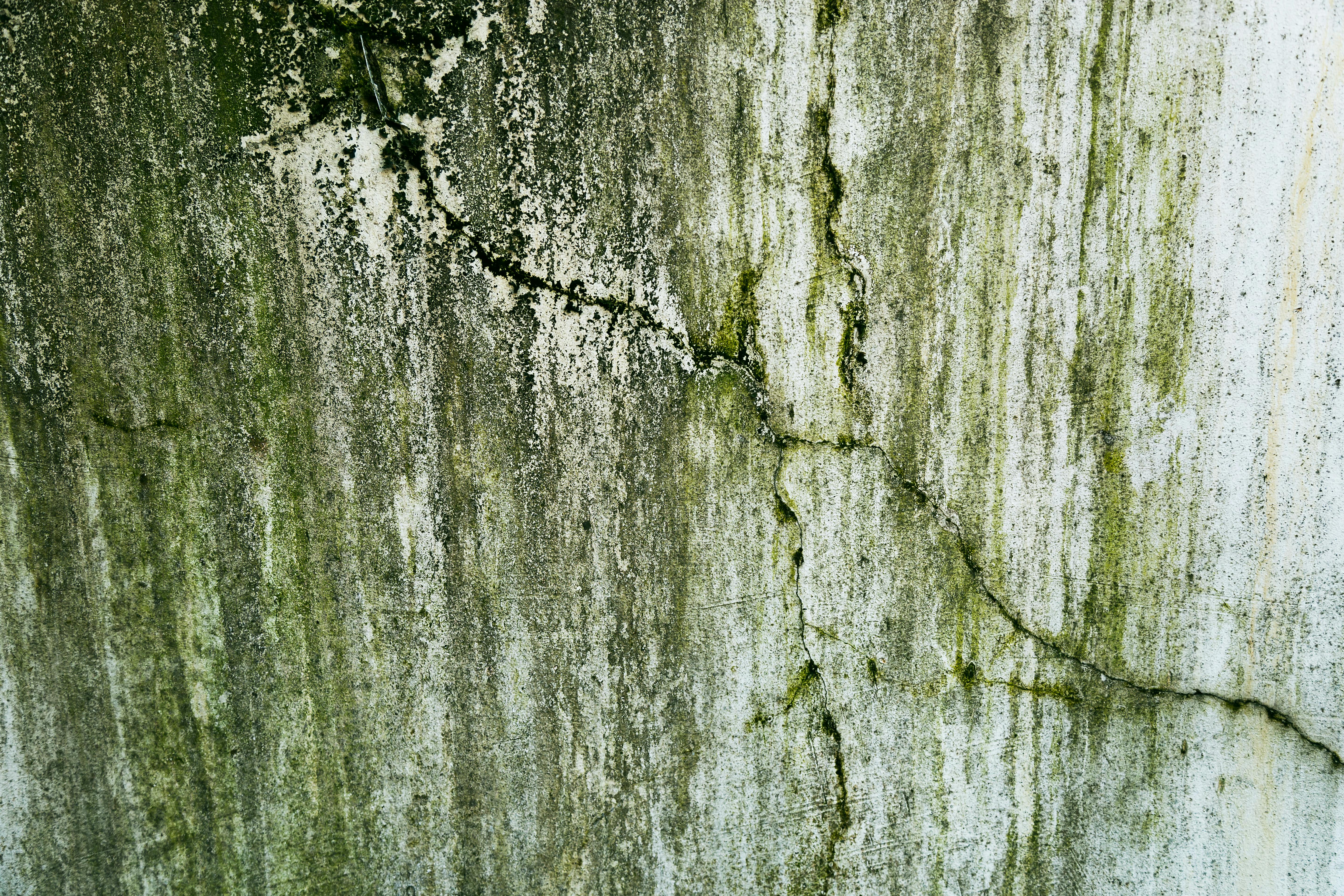mold damage on walls