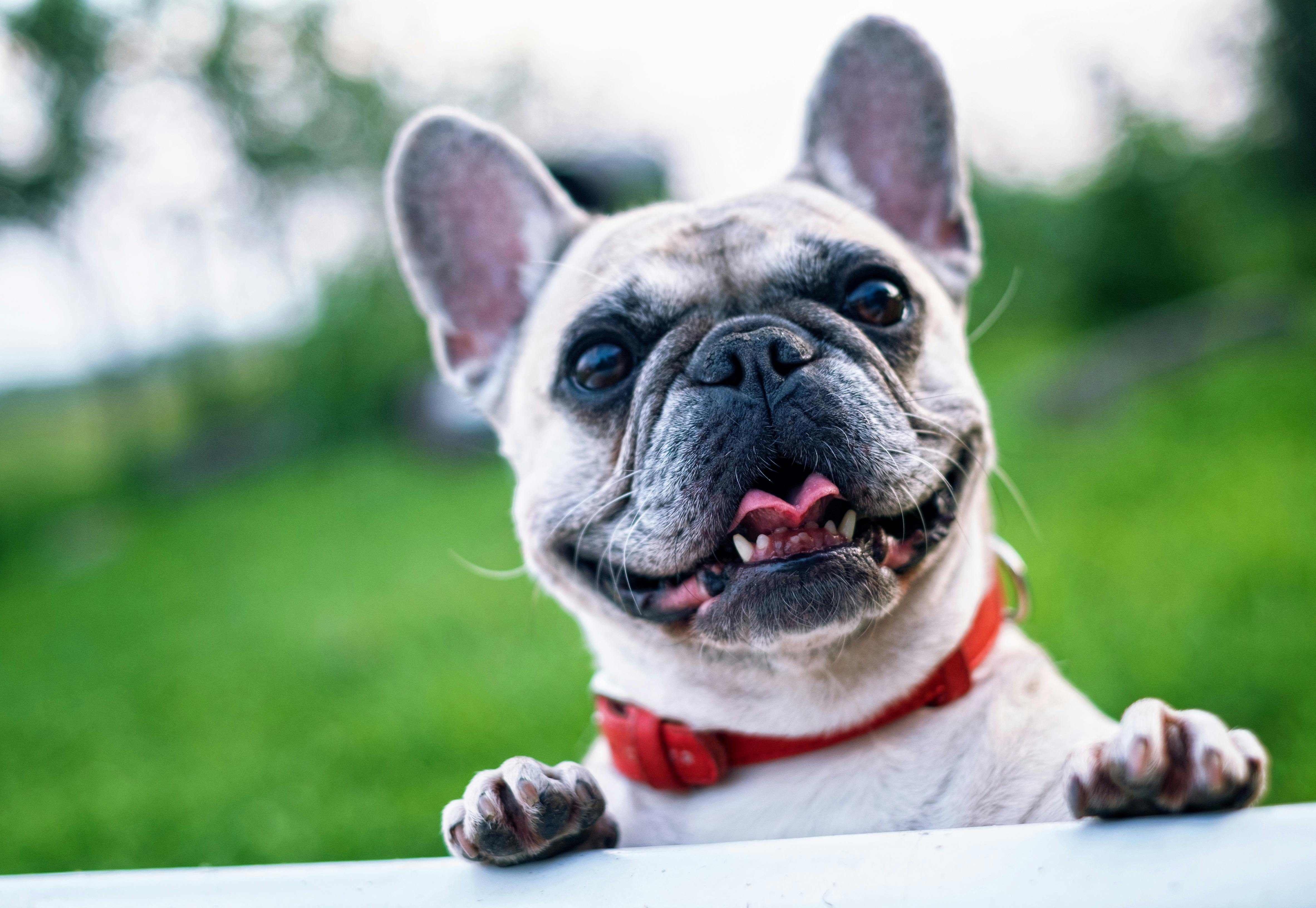 french bulldog smiling