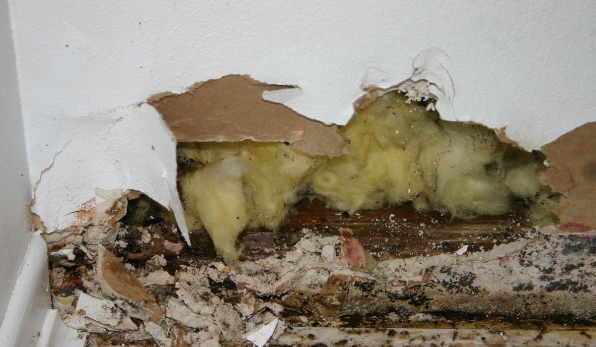wall damage by mold